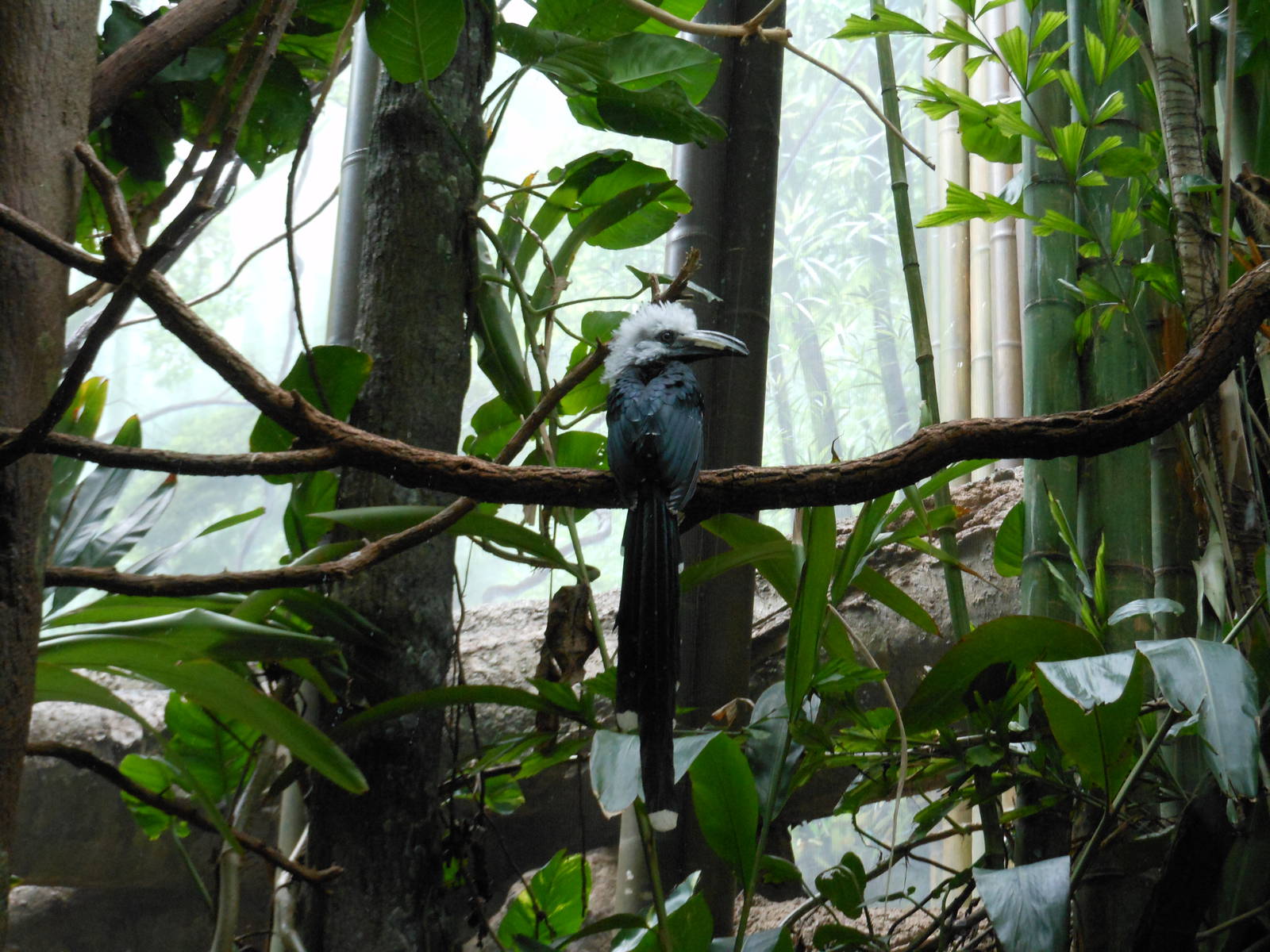 Bronx Zoo- White-crested Hornbill @ Congo Gorilla Forest