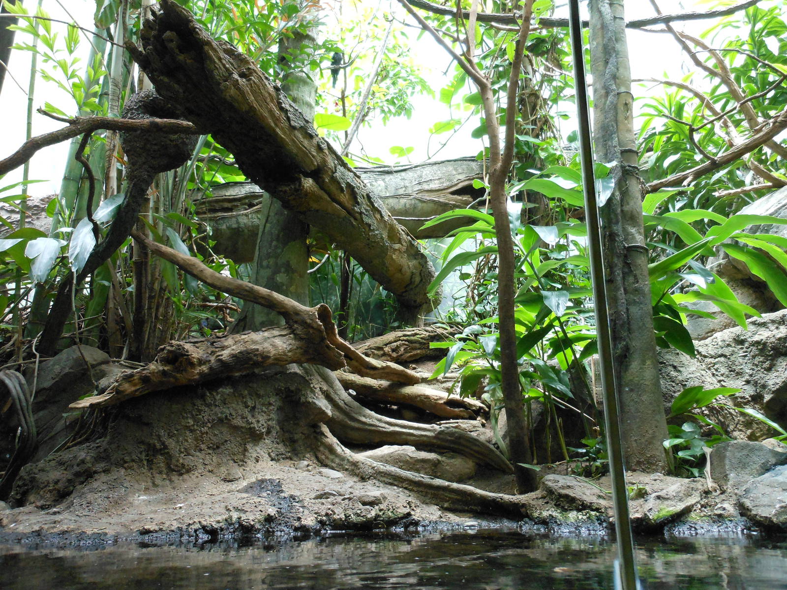 Bronx Zoo- White-crested (Long-tailed) Hornbill Exhibit @ Congo Gorilla For