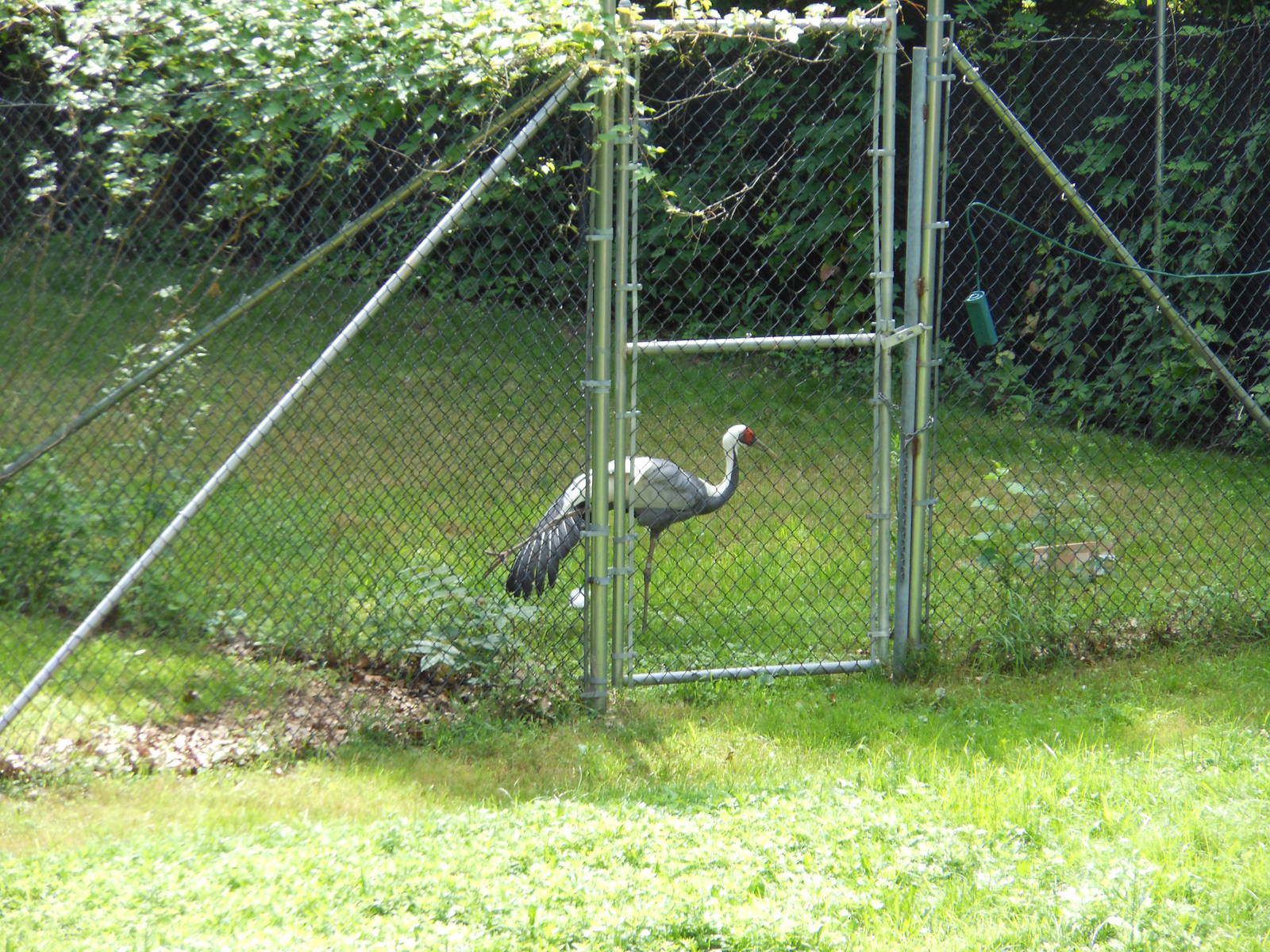 Bronx Zoo- White-naped Crane Outside World of Birds