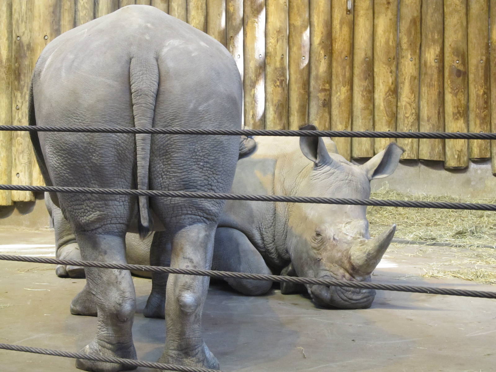 Bronx zoo white rhino
