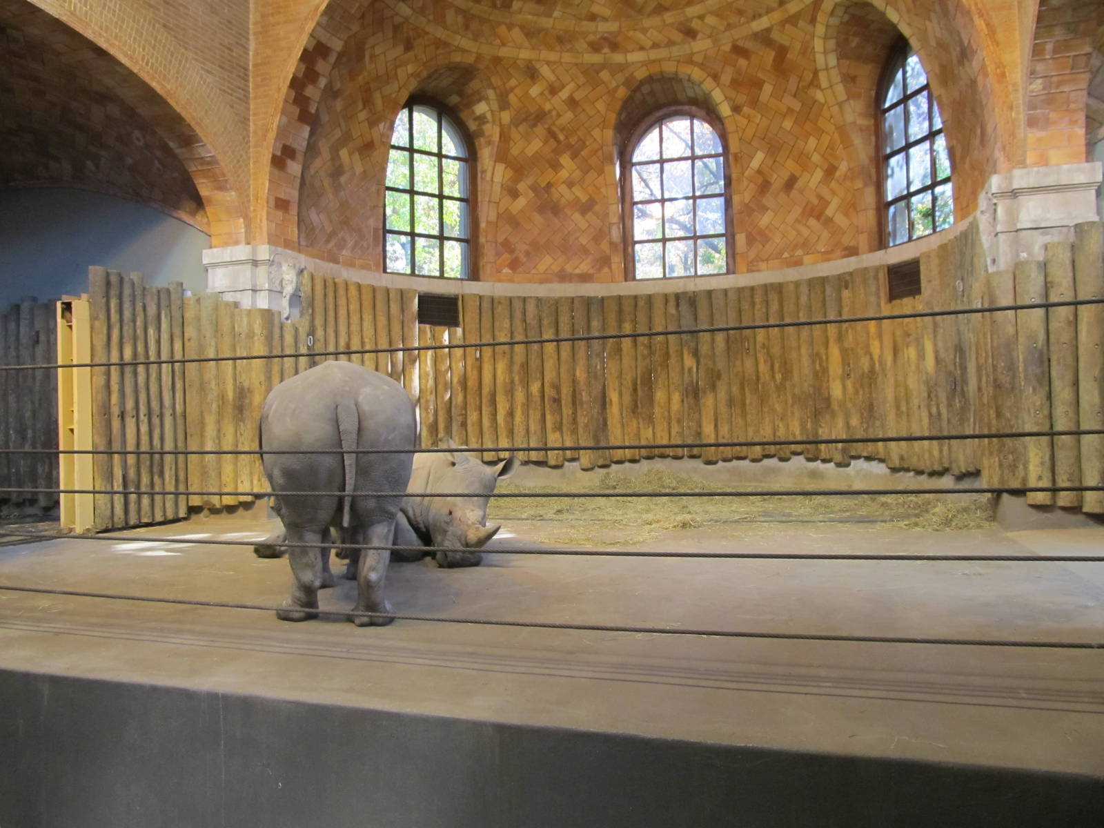 Bronx zoo white rhino