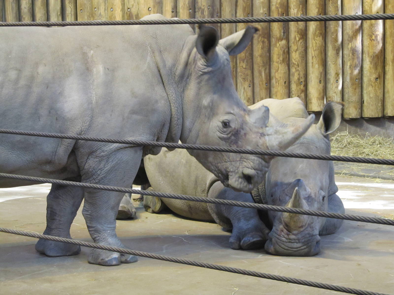 Bronx zoo white rhino