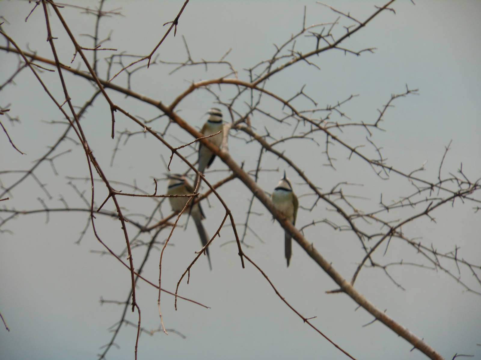 Bronx Zoo- White-throated Bee-eaters @ World of Birds