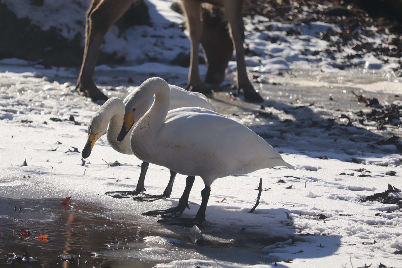 Bronx Zoo - Whooper Swan