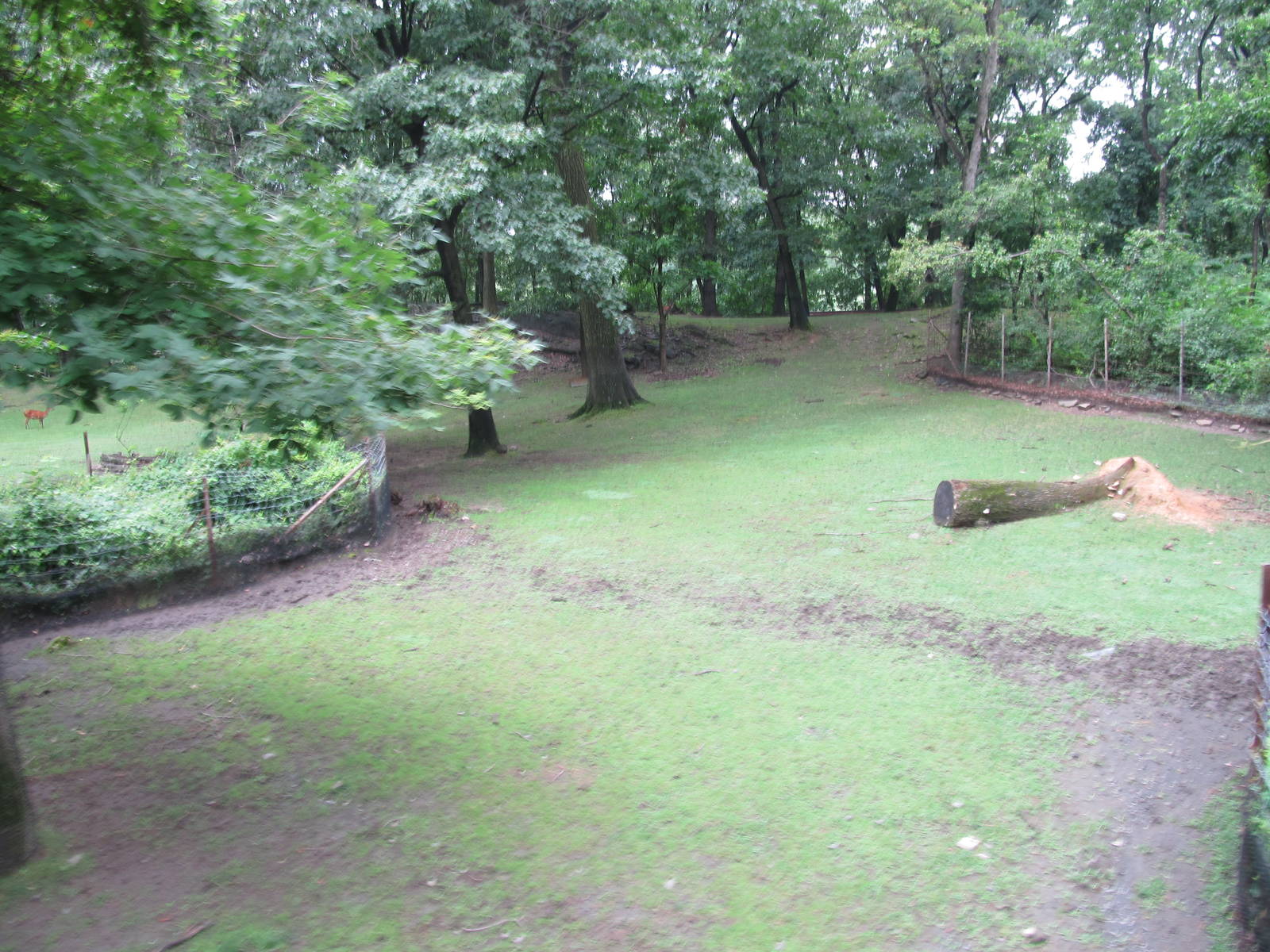 Bronx Zoo- Wild Asia Deer Exhibit