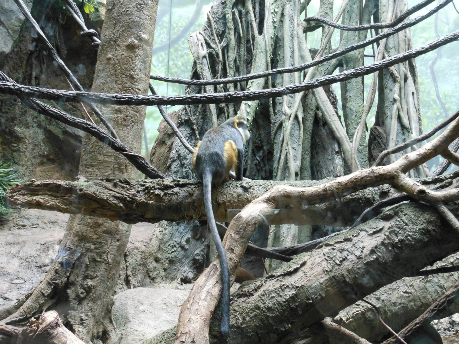 Bronx Zoo- Wolf's Guenon @ Congo Gorilla Forest
