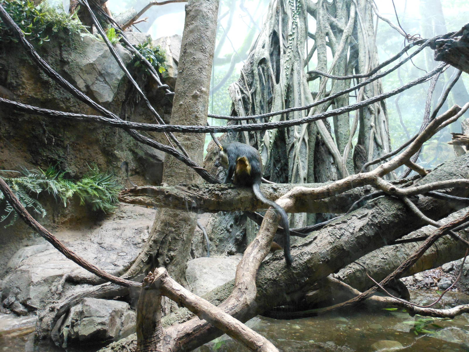 Bronx Zoo- Wolf's Guenon @ Congo Gorilla Forest