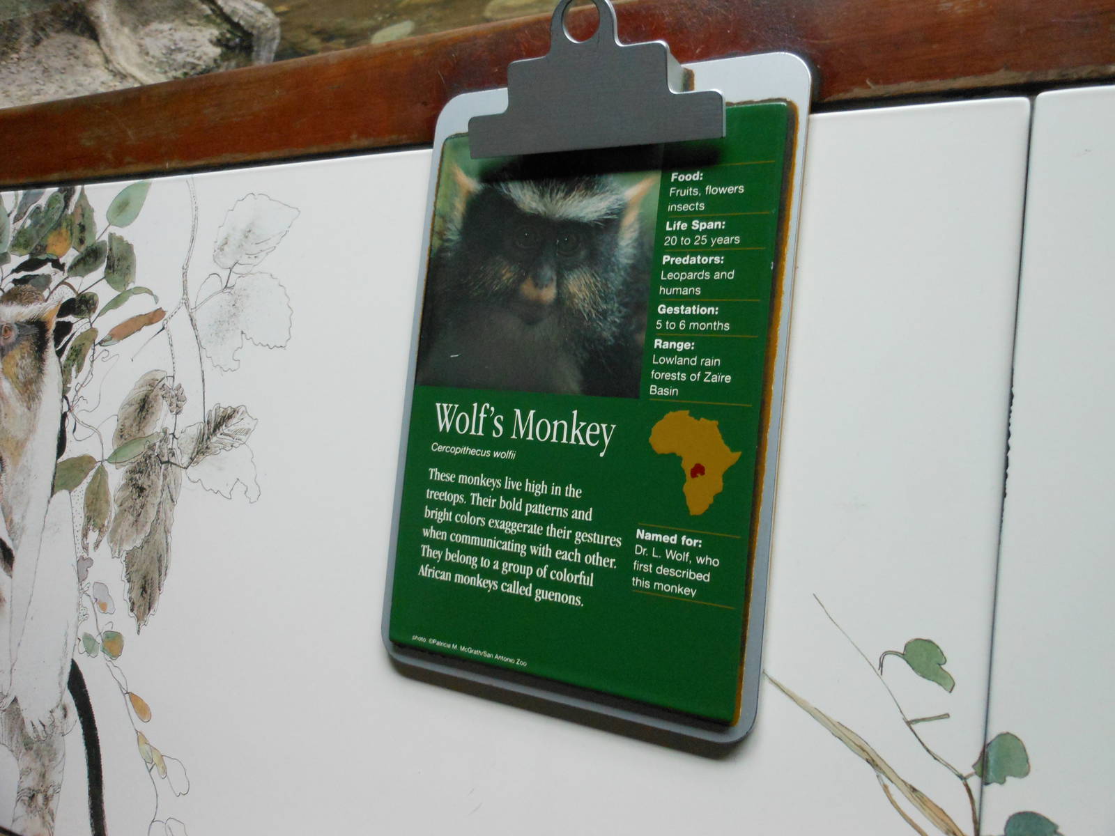 Bronx Zoo- Wolf's Guenon (Monkey) Signage @ Congo Gorilla Forest