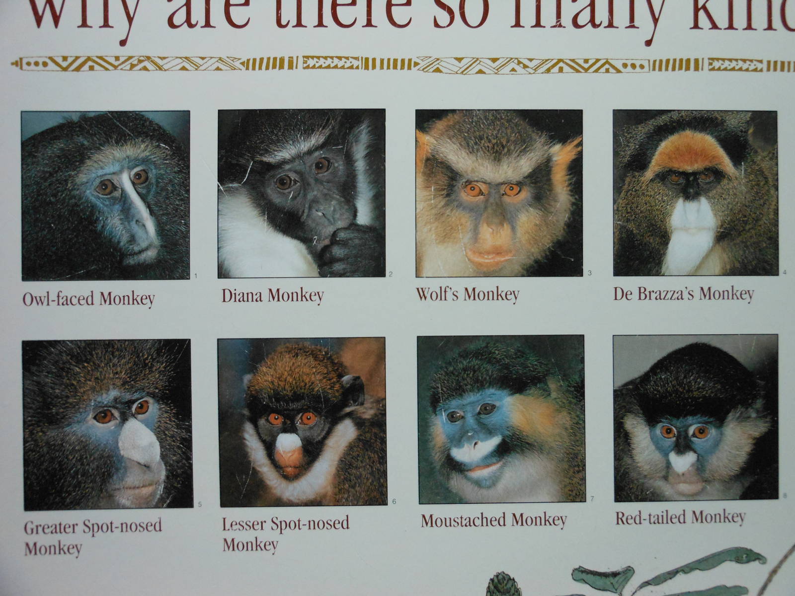 Bronx Zoo- Wolf's Guenon Various Species Signage @ Congo Gorilla Forest