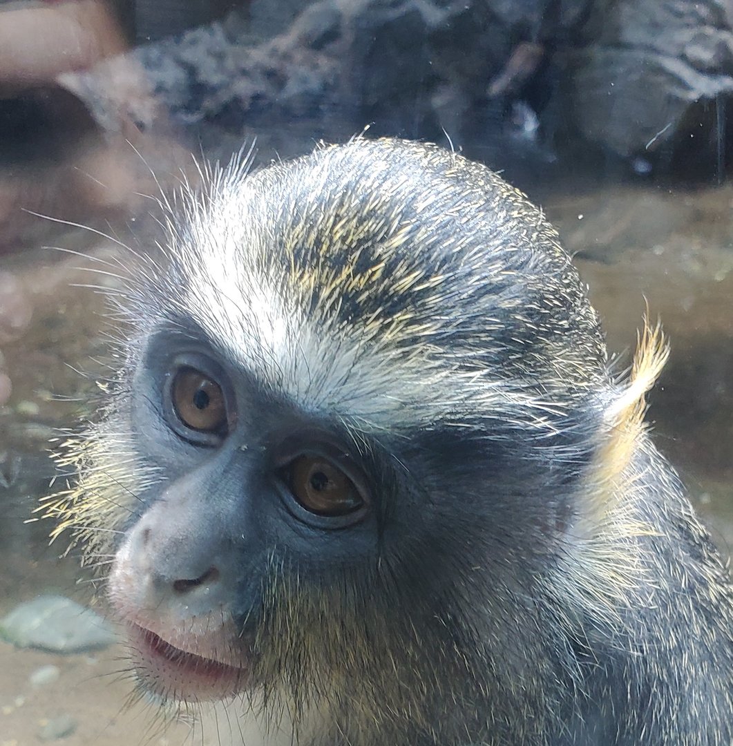 Bronx Zoo - Wolf's Monkey