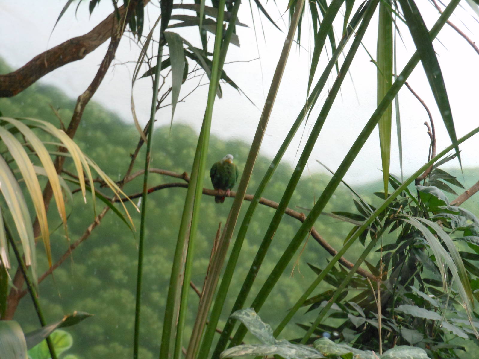 Bronx Zoo- World of Birds- Black-naped Fruit Dove