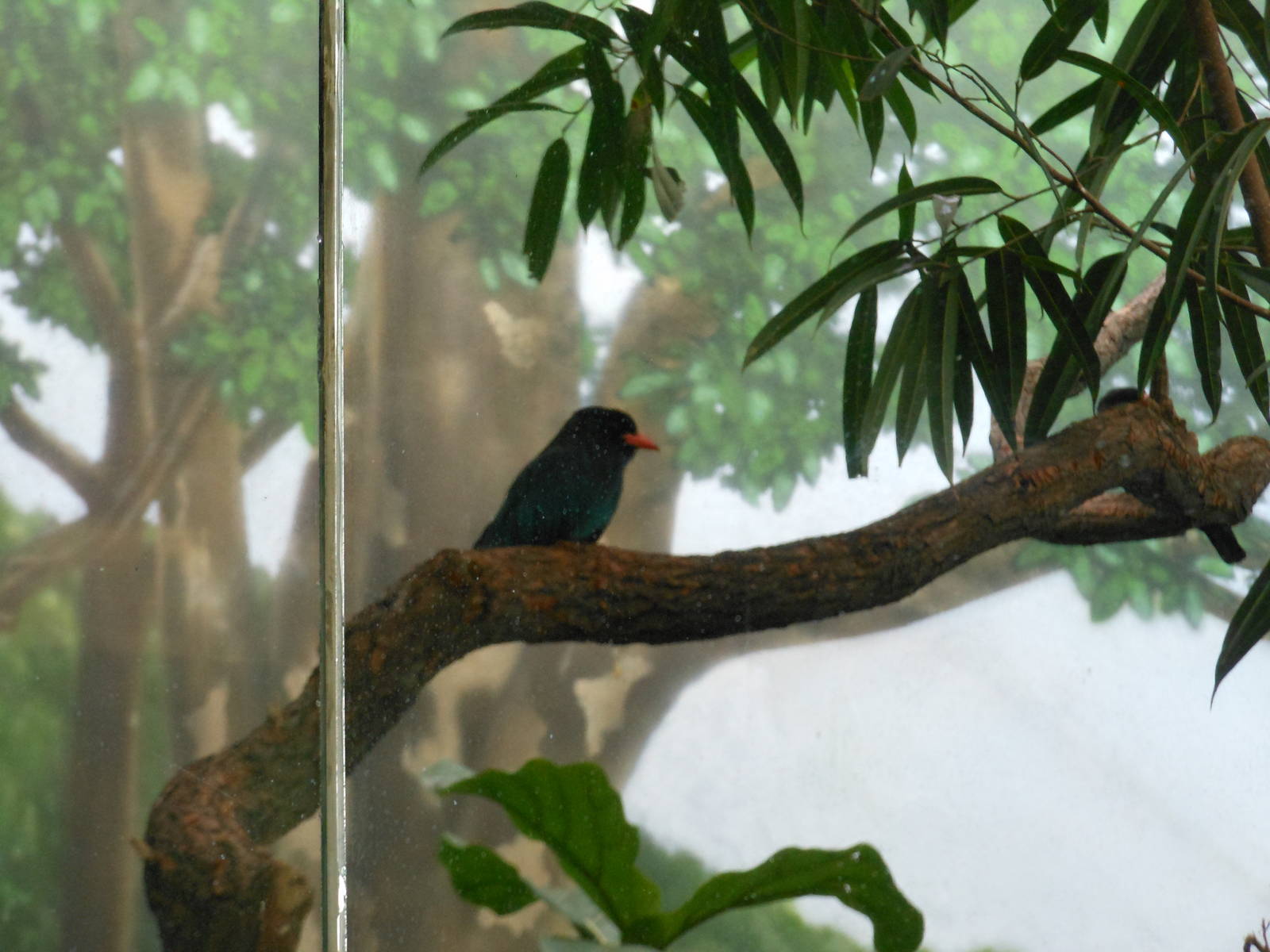 Bronx Zoo- World of Birds- Dollarbird