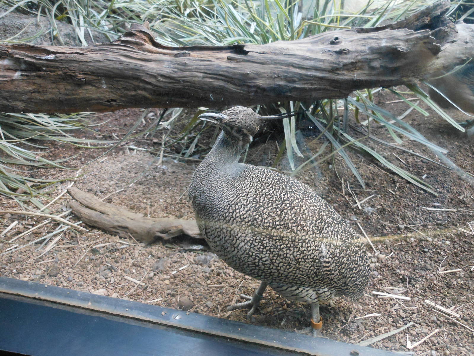 Bronx Zoo- World of Birds- Elegant Crested Tinamou