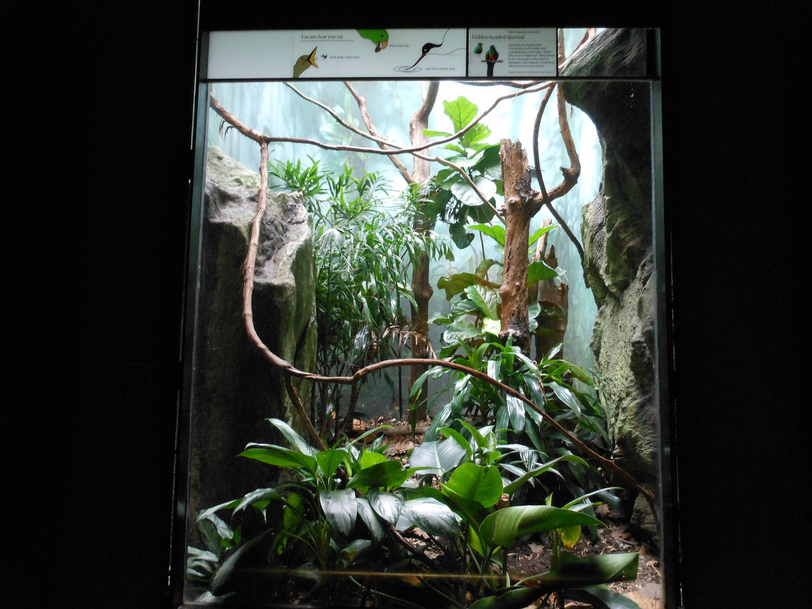 Bronx Zoo- World of Birds- Golden-headed Quetzal Exhibit