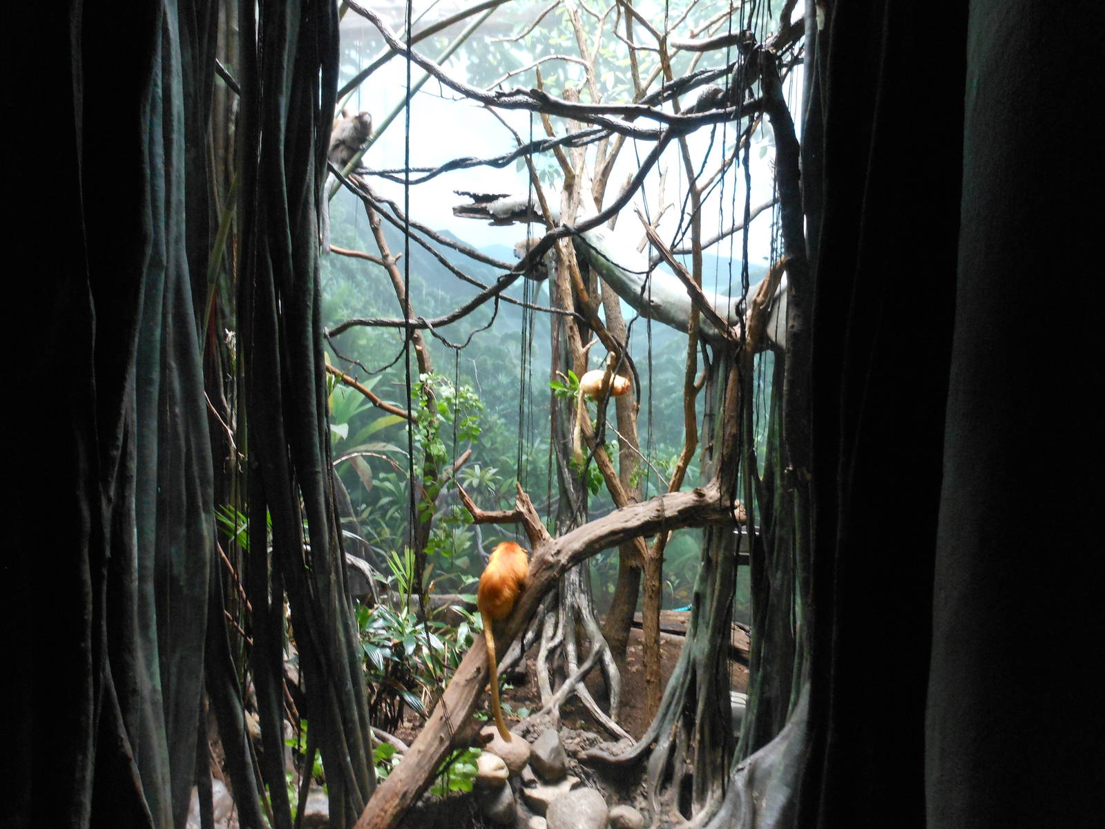 Bronx Zoo- World of Birds- Golden Lion Tamarin and Bolivian Gray Titi Exhib