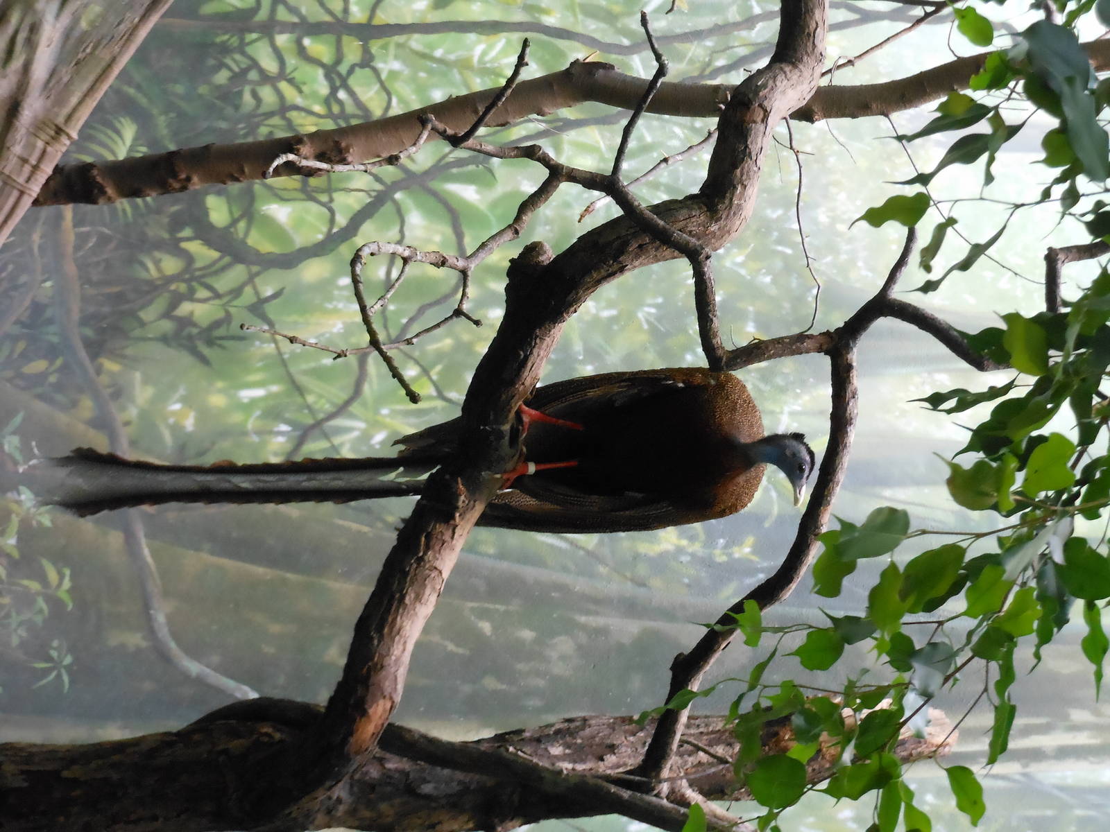 Bronx Zoo- World of Birds- Great Argus Pheasant