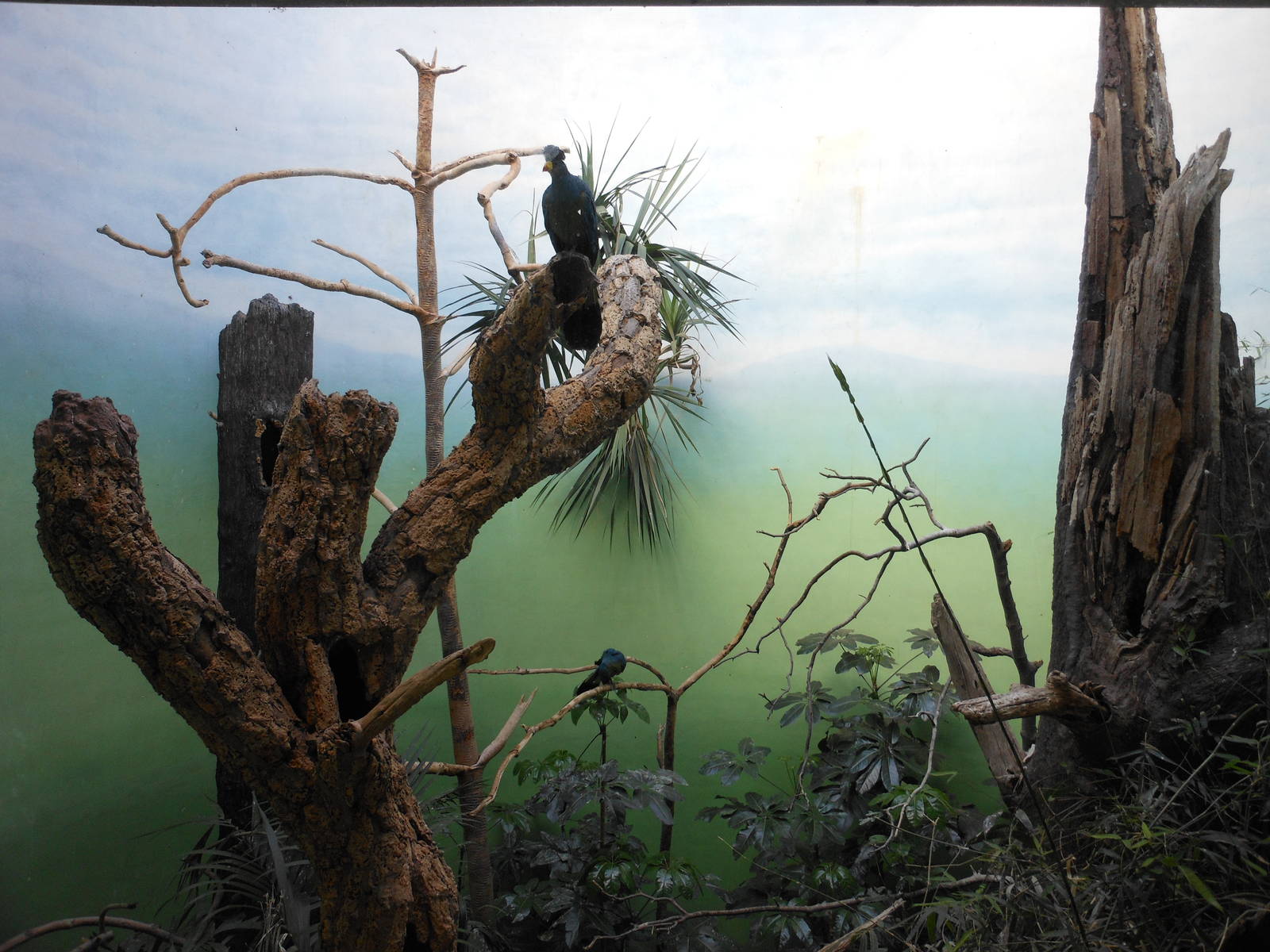 Bronx Zoo- World of Birds- Great Blue Turaco Exhibit
