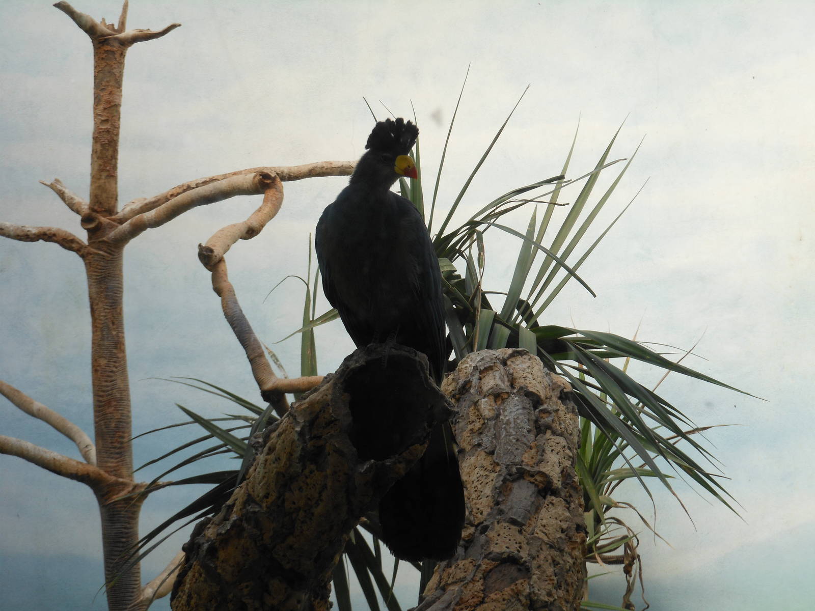 Bronx Zoo- World of Birds- Great Blue Turaco