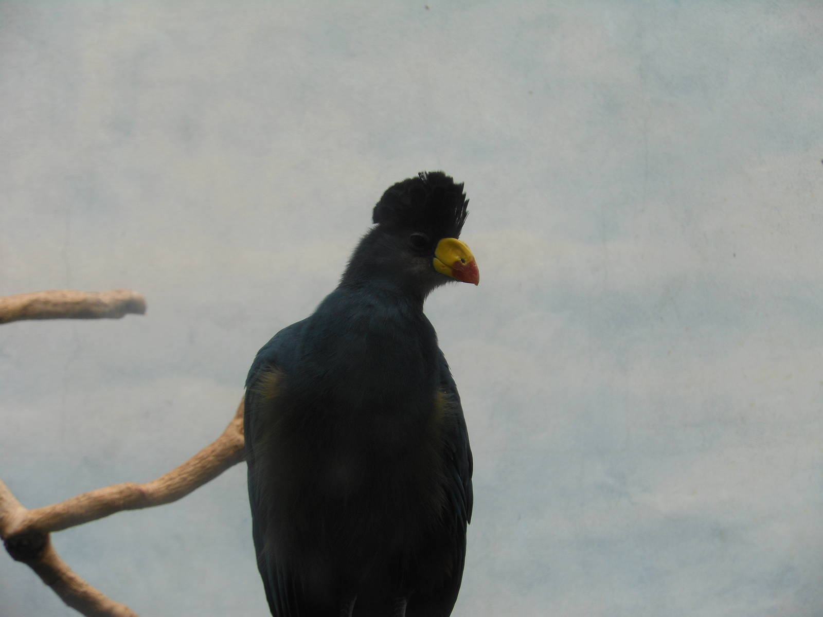 Bronx Zoo- World of Birds- Great Blue Turaco