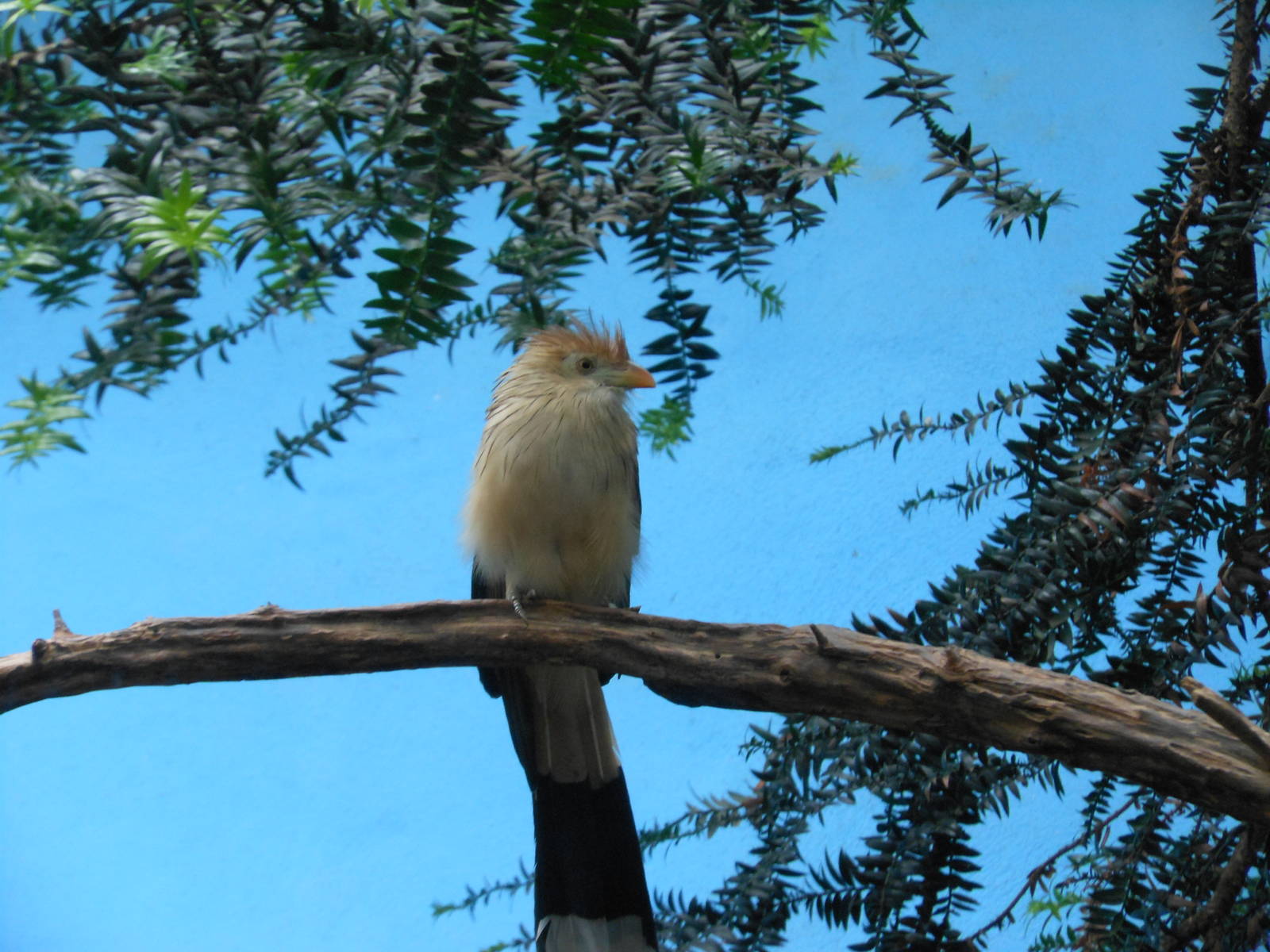 Bronx Zoo- World of Birds- Guira Cuckoo