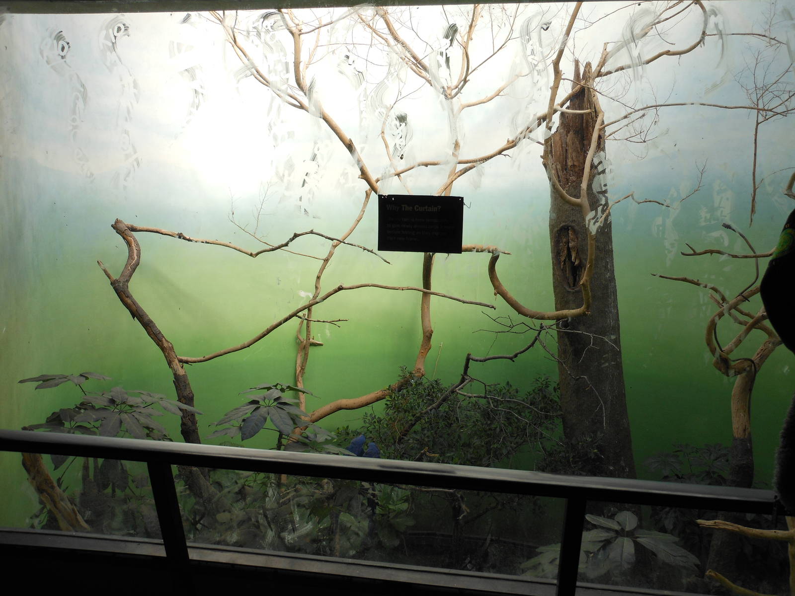 Bronx Zoo- World of Birds- Hyacinth Macaw Exhibit