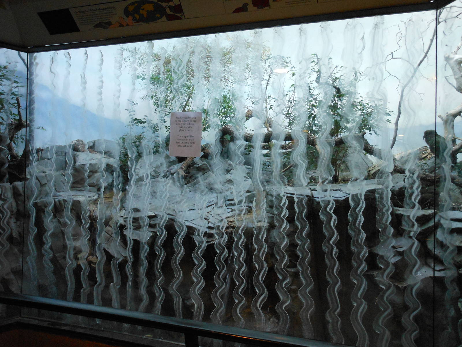 Bronx Zoo- World of Birds- Kea Exhibit