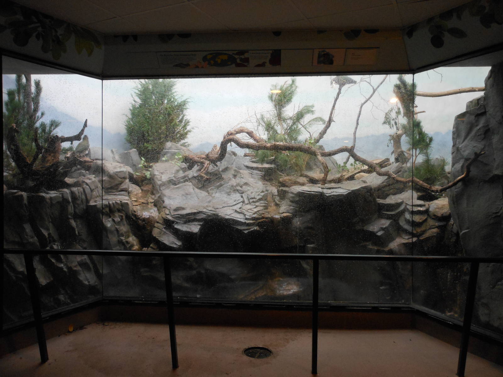 Bronx Zoo- World of Birds- Kea Exhibit