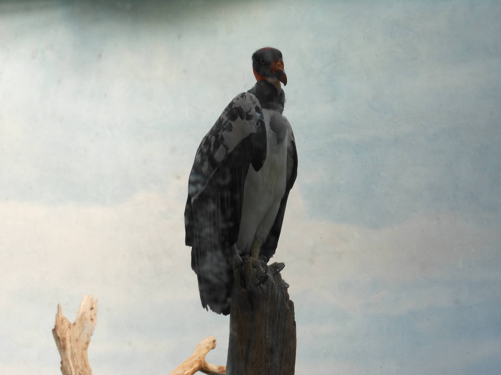 Bronx Zoo- World of Birds- King Vulture #1