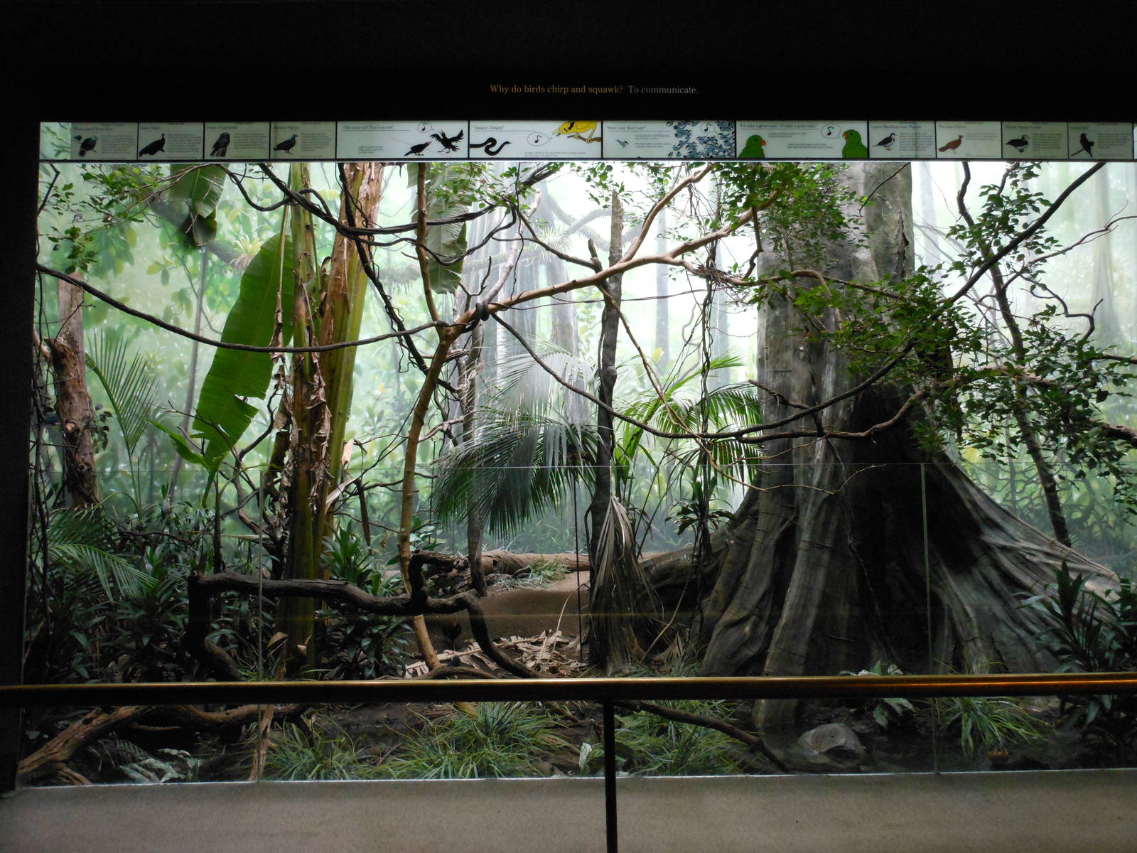 Bronx Zoo- World of Birds- Large Mixed Exhibit