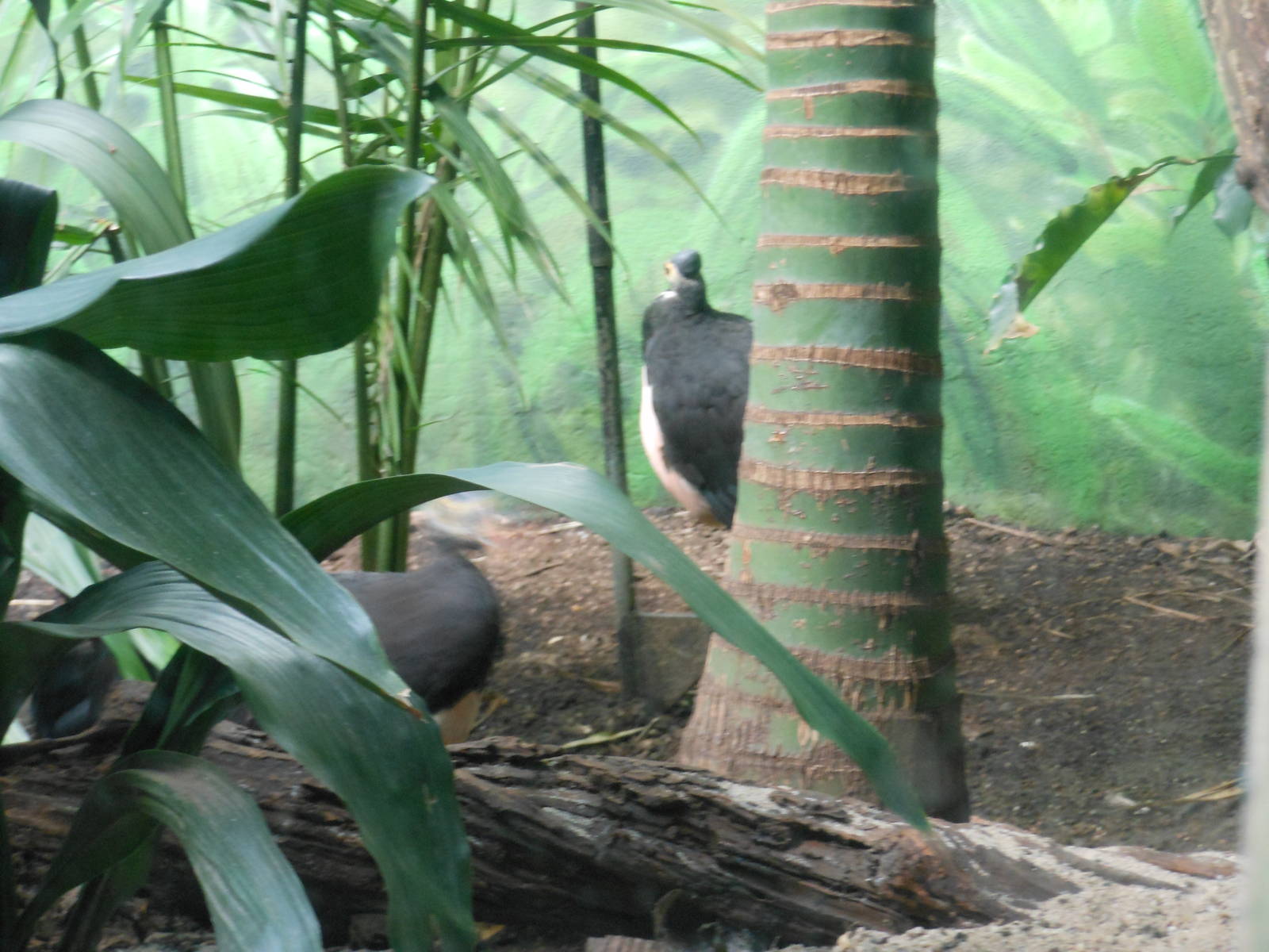 Bronx Zoo- World of Birds- Maleo