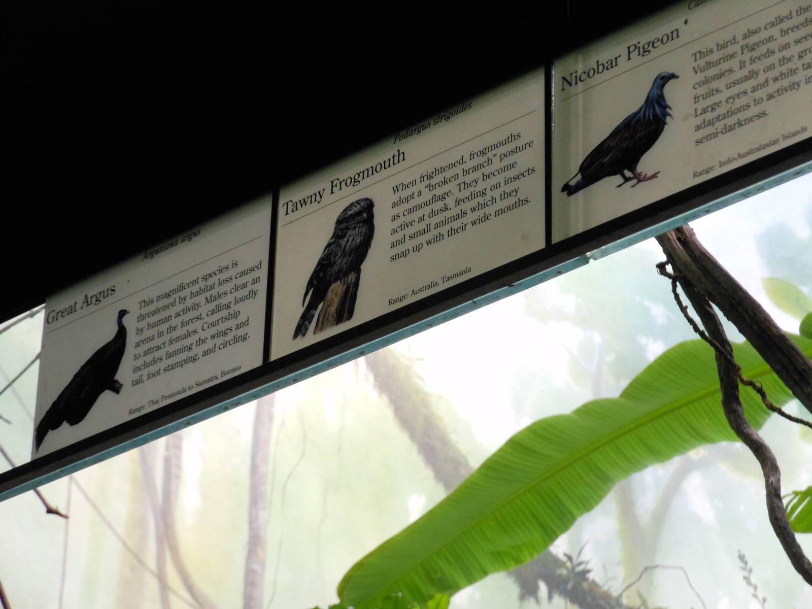 Bronx Zoo- World of Birds- Mixed Exhibit Signage 1