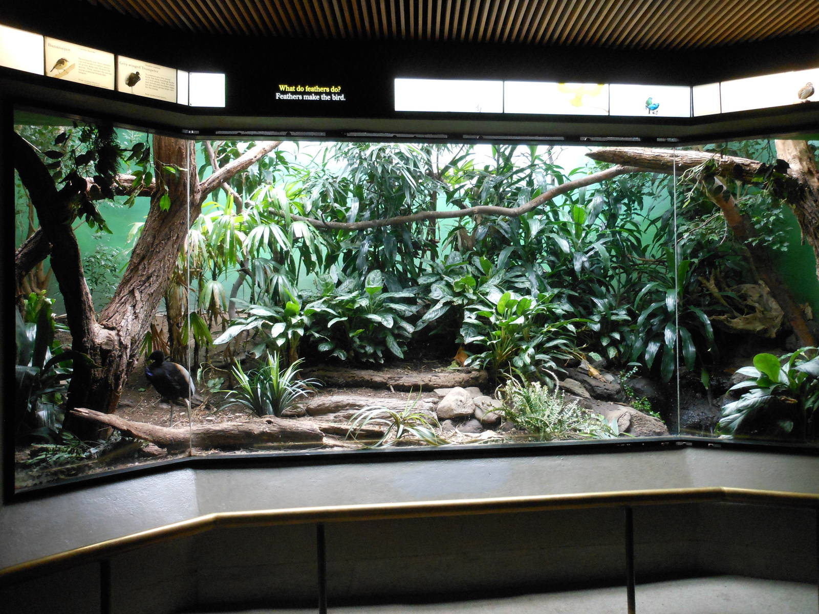 Bronx Zoo- World of Birds- Mixed Exhibit