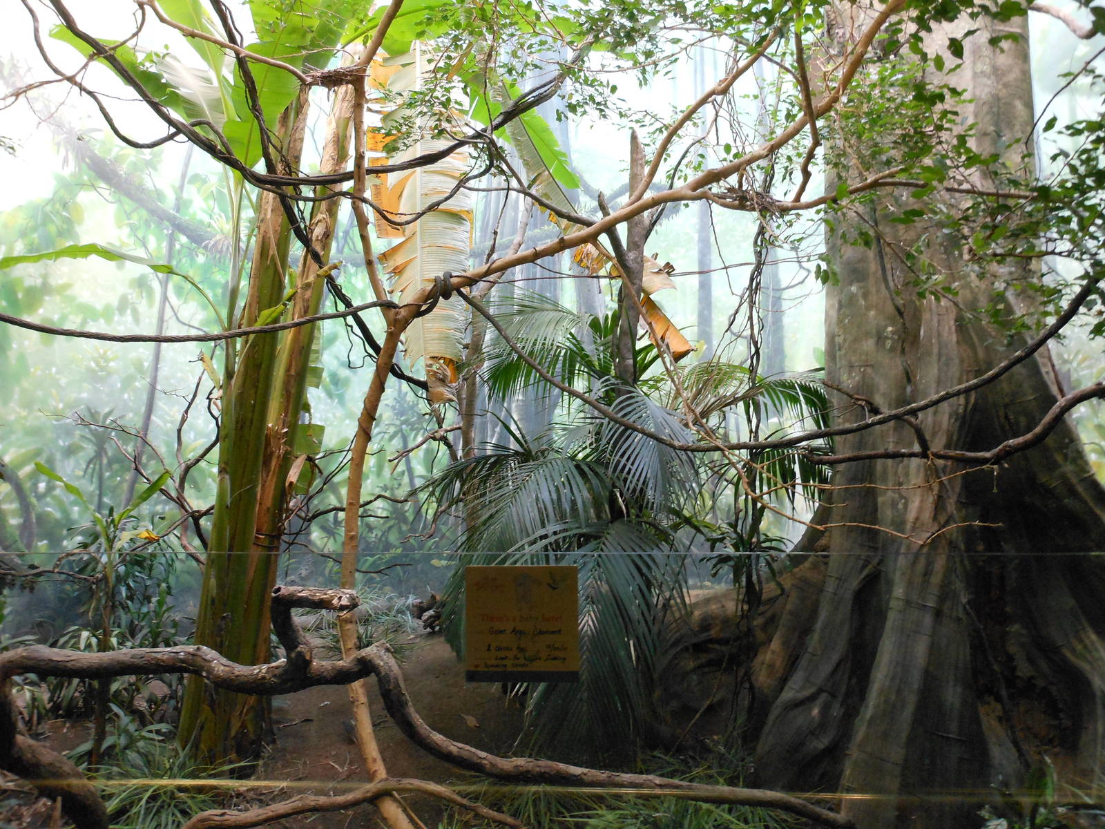 Bronx Zoo- World of Birds- Mixed Forest Exhibit