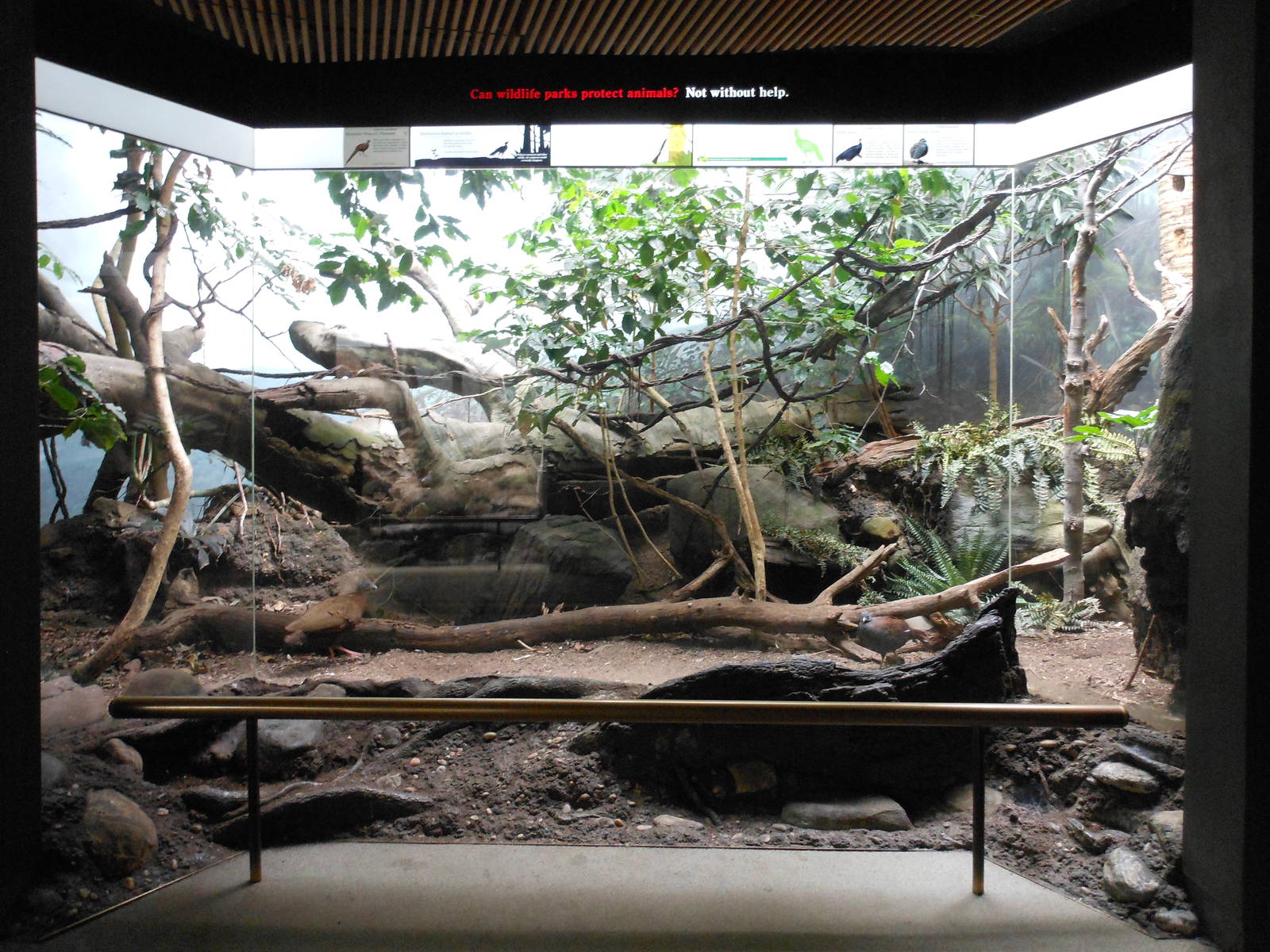 Bronx Zoo- World of Birds- Mixed Galliformes Exhibit