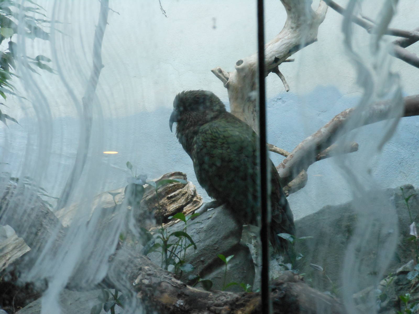 Bronx Zoo- World of Birds- New Kea