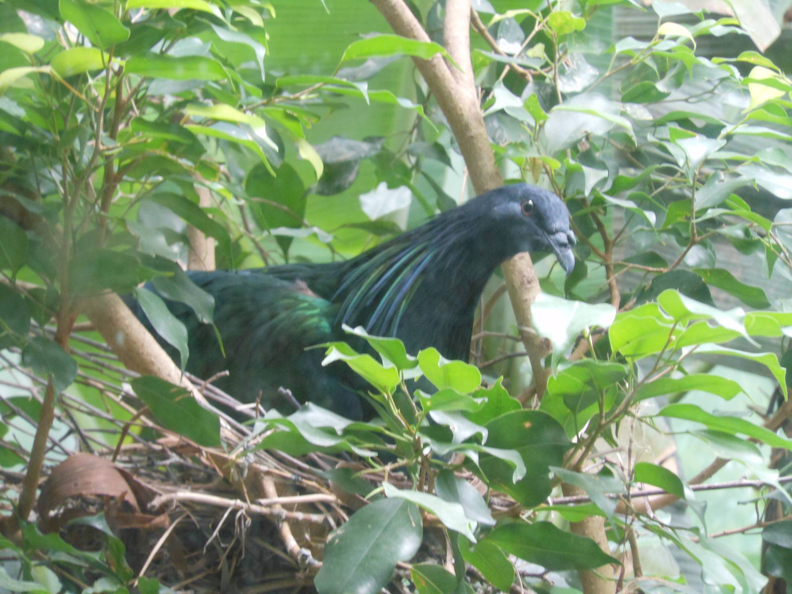 Bronx Zoo- World of Birds- Nicobar Pigeon