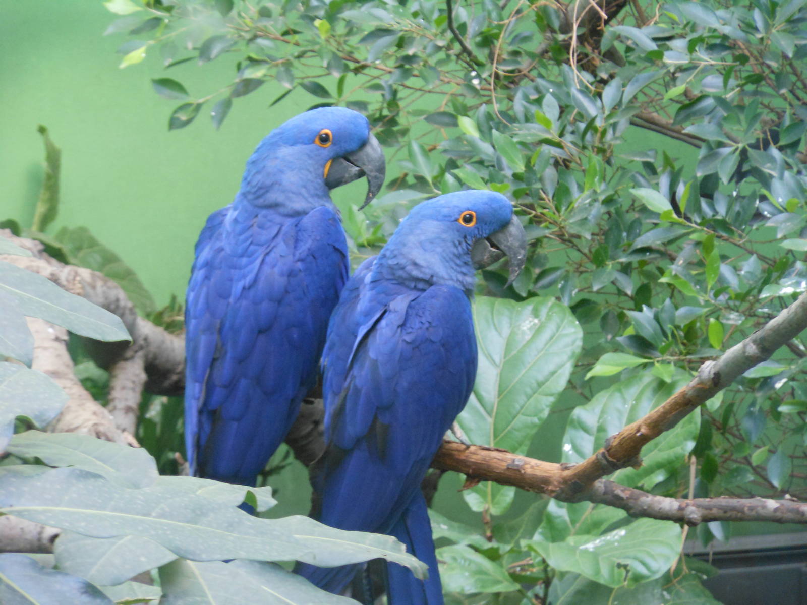 Bronx Zoo- World of Birds- Pair of Hyacinth Macaws