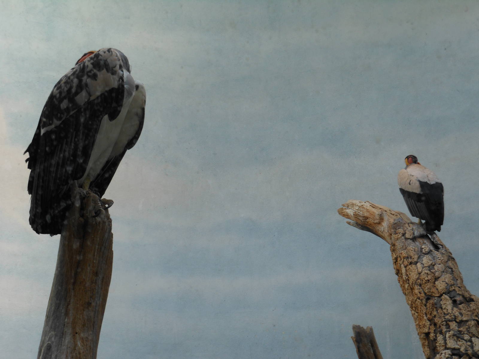 Bronx Zoo- World of Birds- Pair of King Vultures