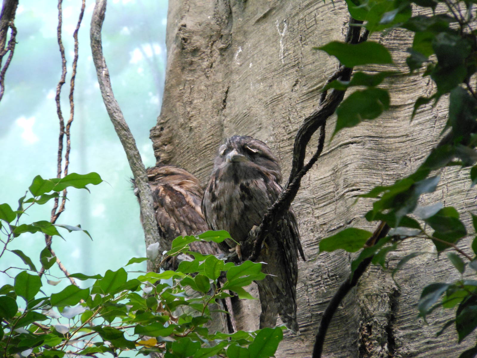 Bronx Zoo- World of Birds- Pair of Tawny Frogmouths Resting