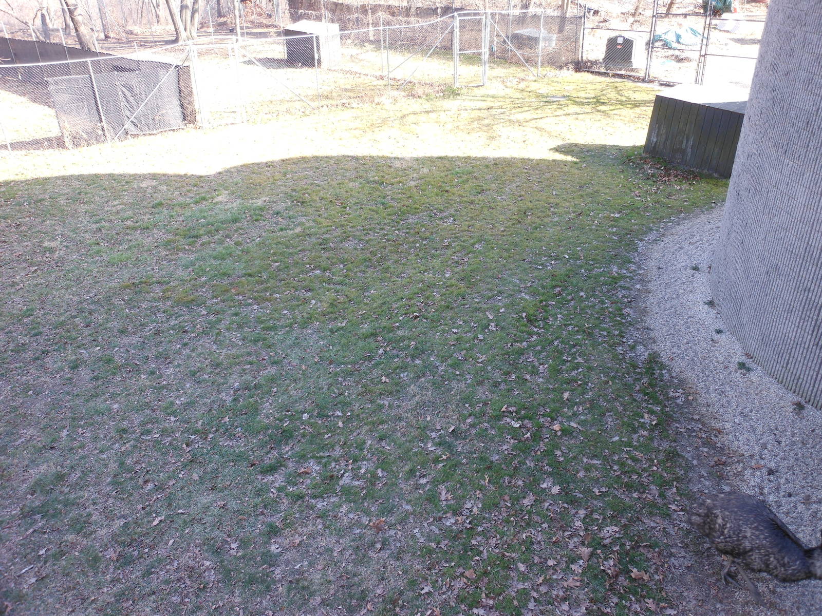 Bronx Zoo- World of Birds- Part 1 of Emu Exhibit Yard