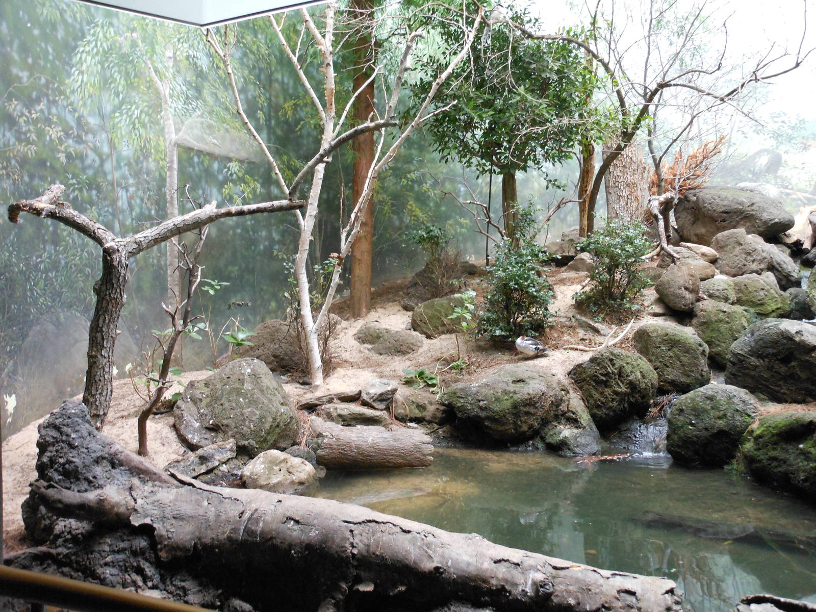 Bronx Zoo- World of Birds- Part 1 of Forest Exhibit