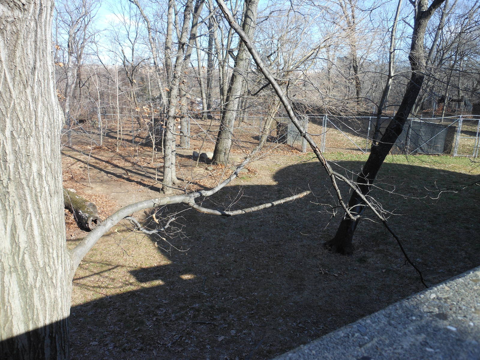Bronx Zoo- World of Birds- Part 2 of Emu Exhibit Yard