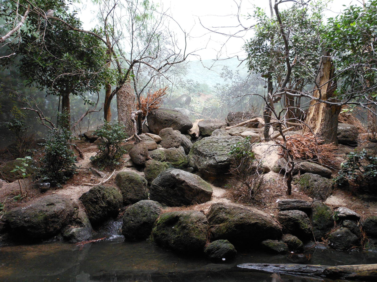 Bronx Zoo- World of Birds- Part 2 of Forest Exhibit