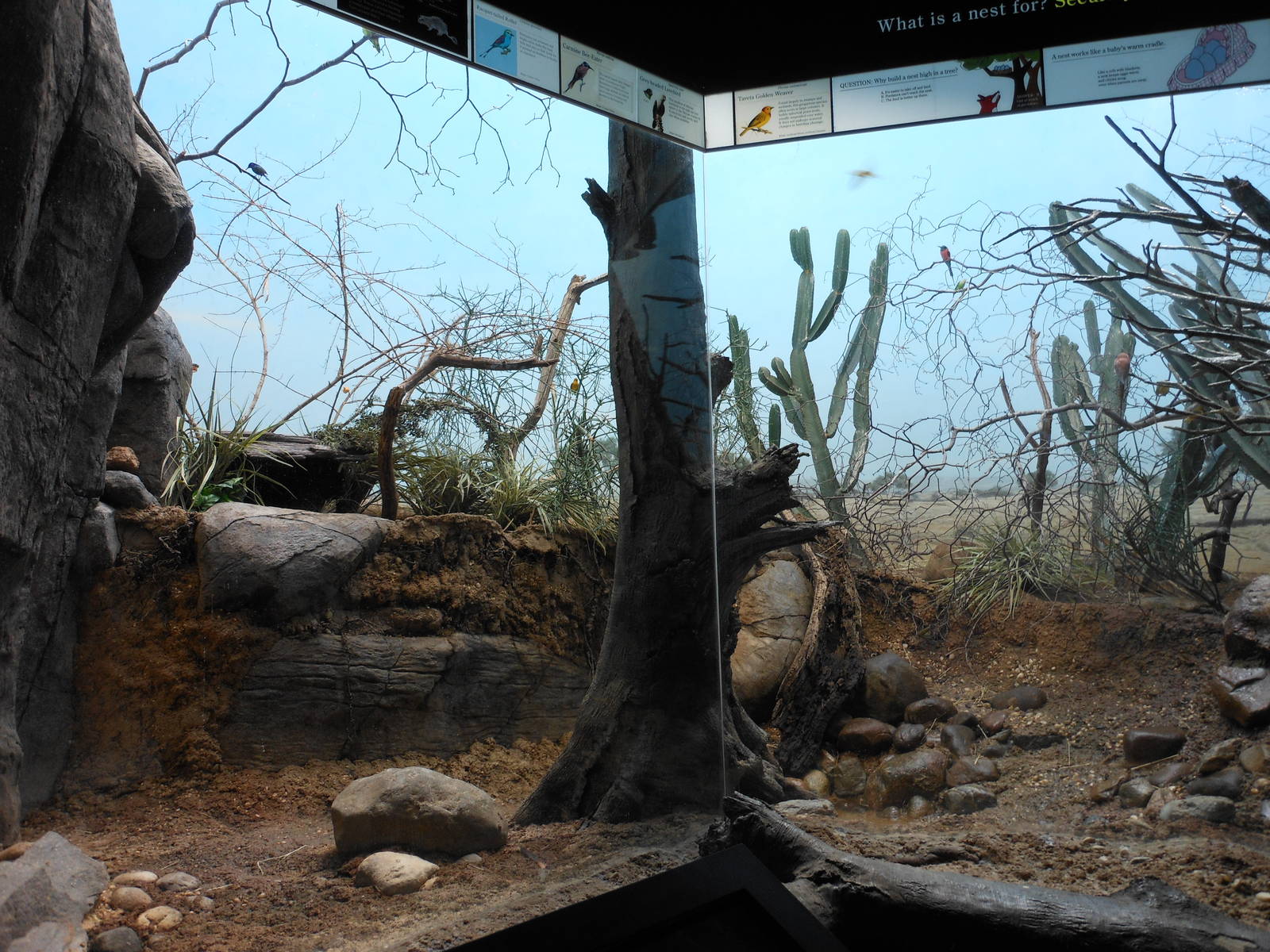 Bronx Zoo- World of Birds- Part 2 of Mixed Desert Exhibit