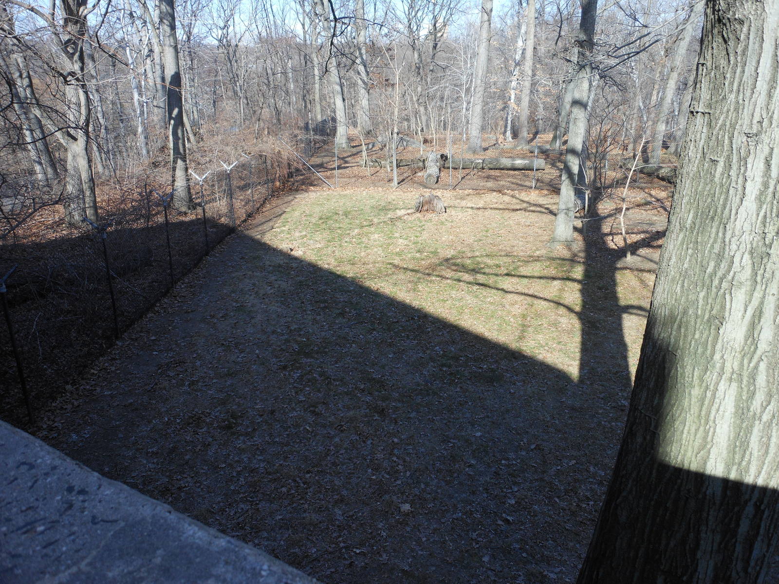 Bronx Zoo- World of Birds- Part 3 of Emu Exhibit Yard