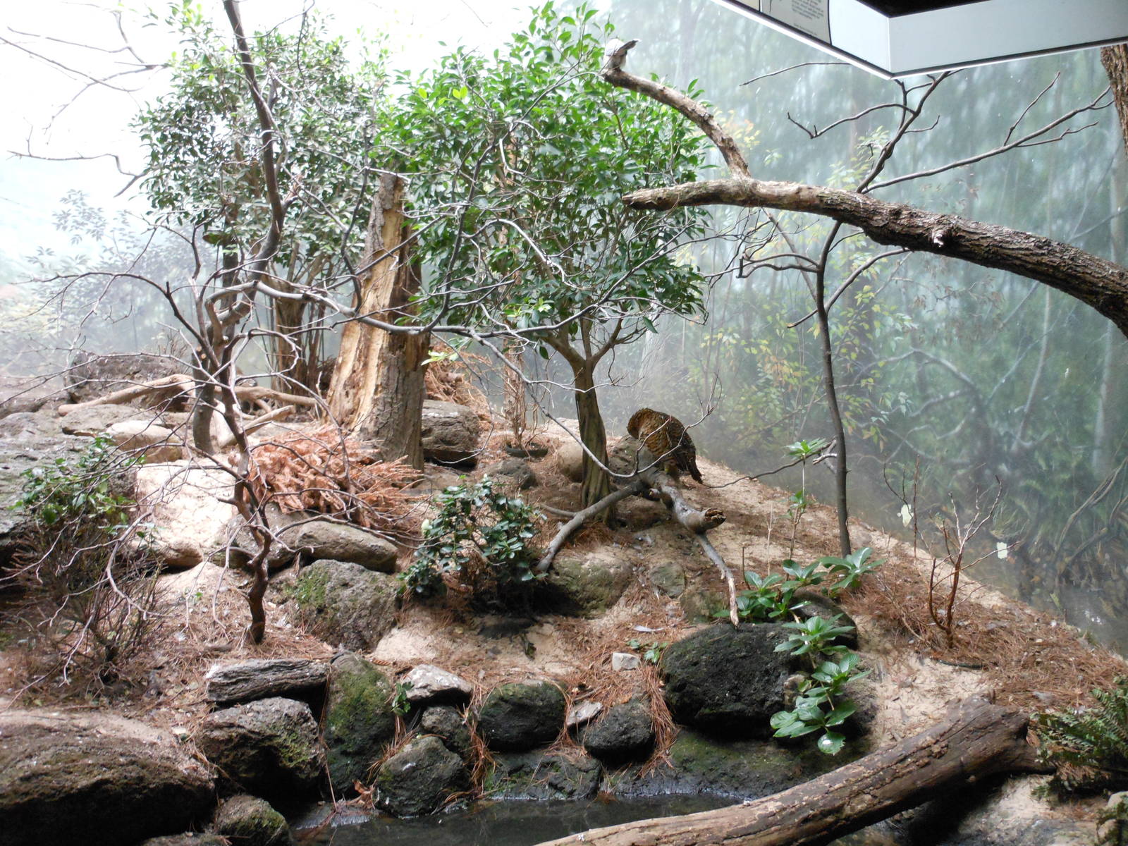 Bronx Zoo- World of Birds- Part 3 of Forest Exhibit