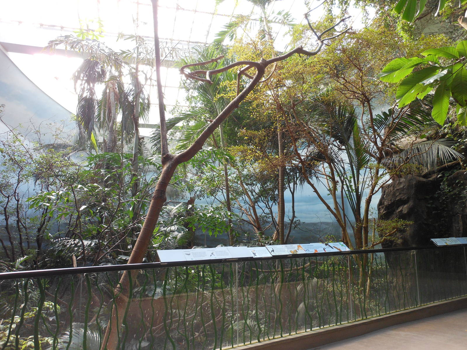 Bronx Zoo- World of Birds- Rainforest Room 2