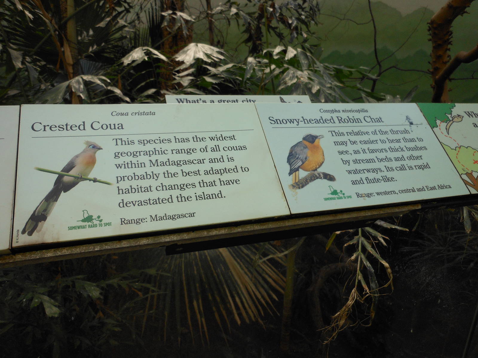 Bronx Zoo- World of Birds- Rainforest Room Signage 2