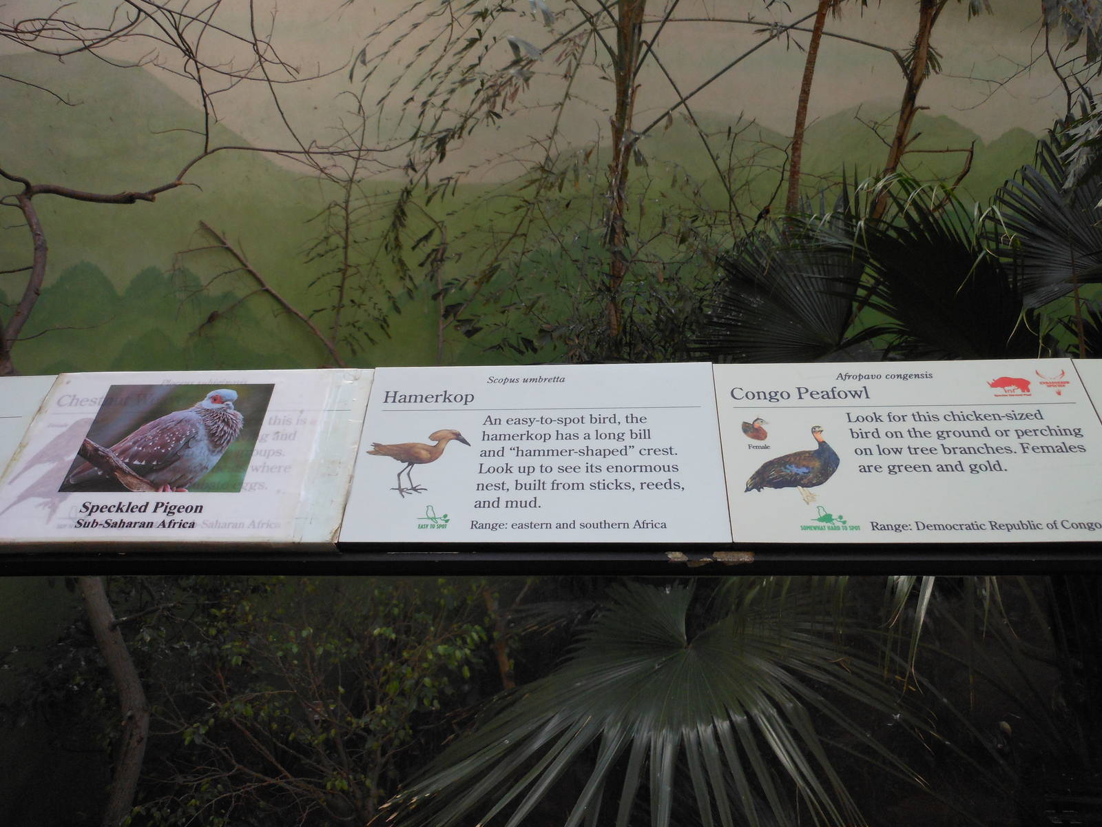 Bronx Zoo- World of Birds- Rainforest Room Signage 4