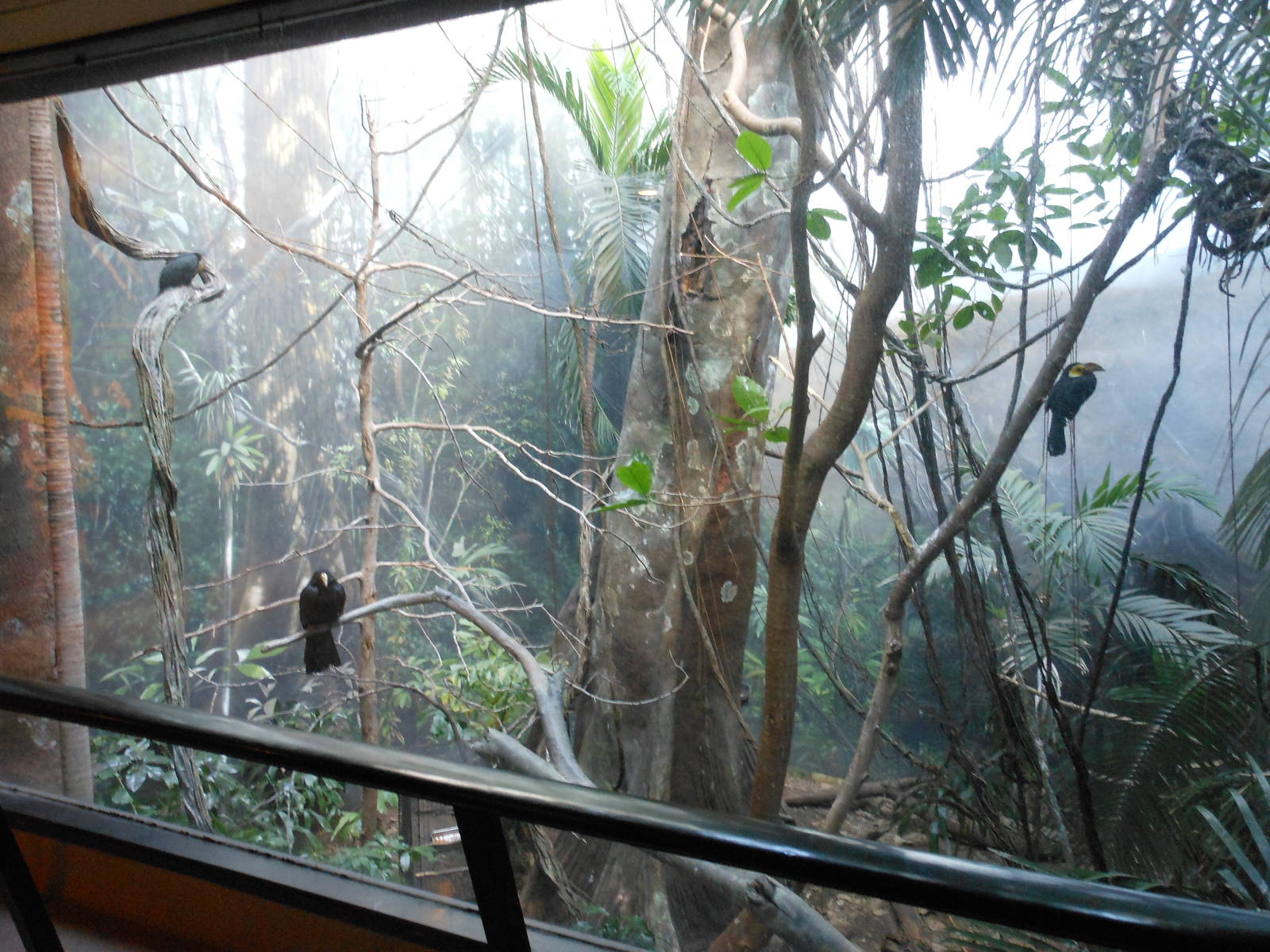 Bronx Zoo- World of Birds- Sulawesi Tarictic Hornbill Exhibit